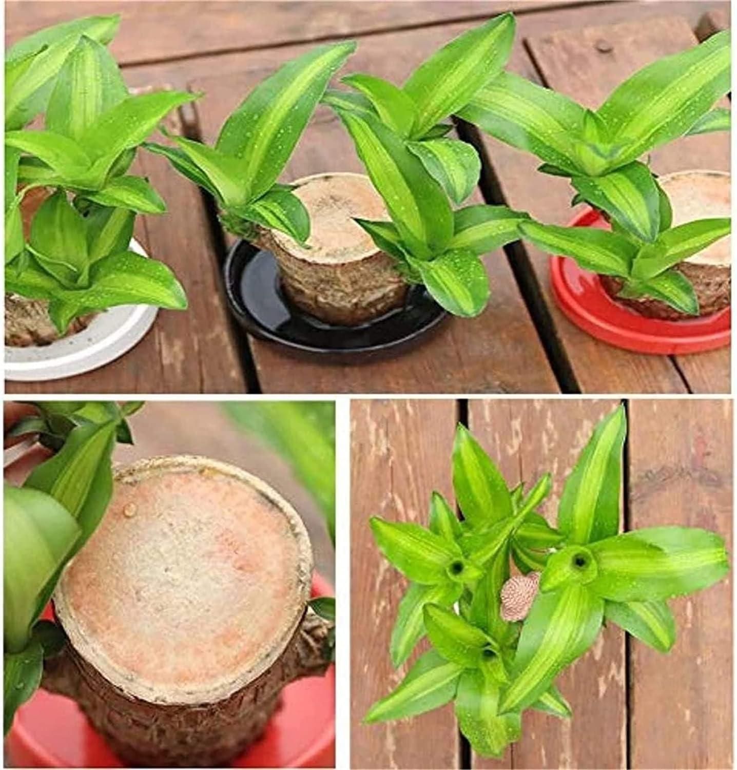 Brazilian Lucky Wood, Mini Home Plant Decoration